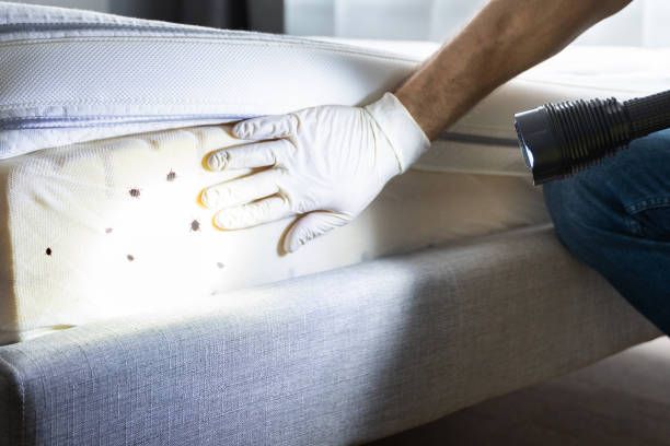 Reliable Millbrook, NY Pest Control Solutions